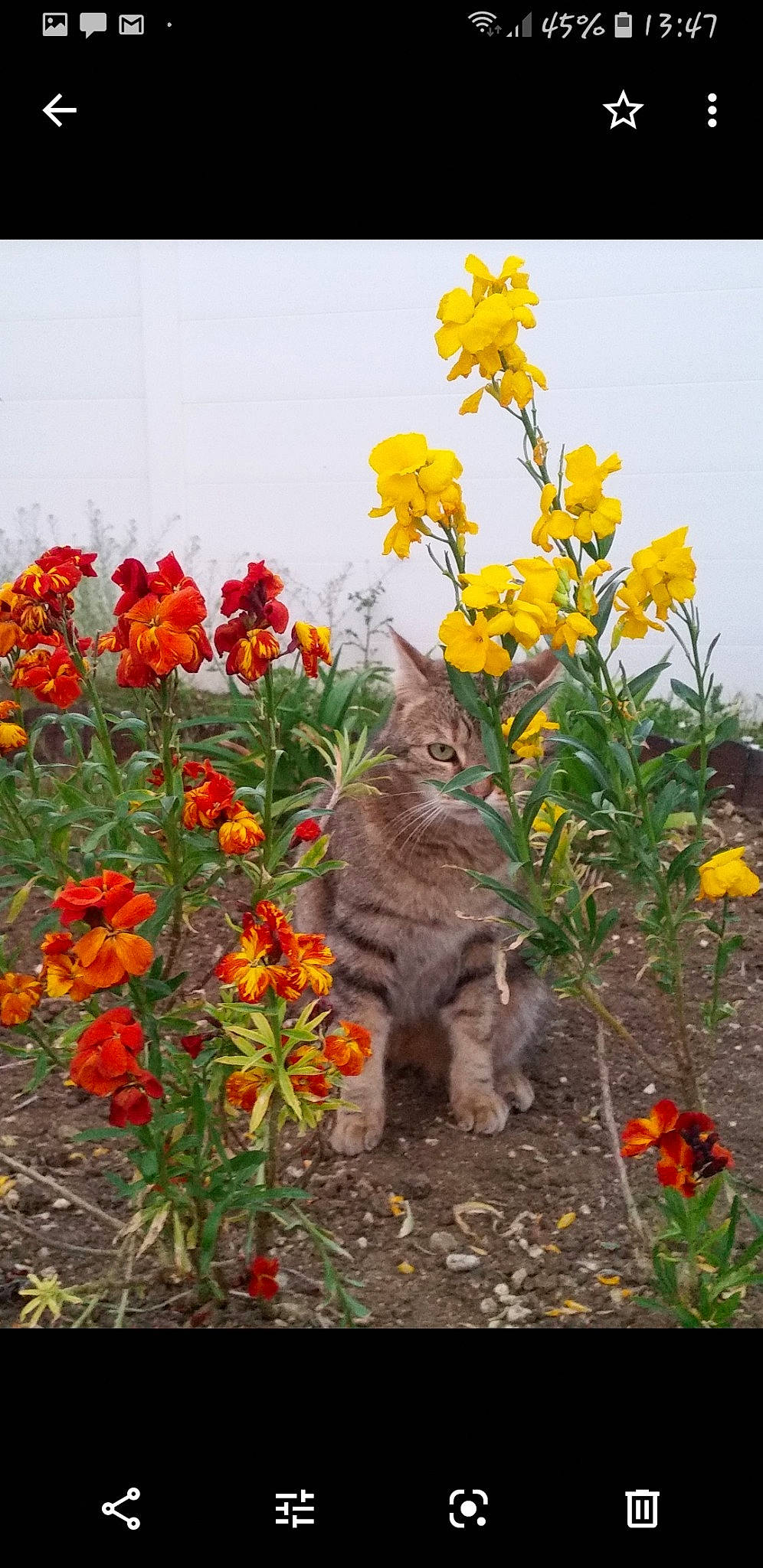 Pacha participe au concours pour gagner de l'argent avec cette photo : annual_plant, british_shorthair, cat, felidae, flower, flowering_plant, herbaceous_plant, lantana, perennial_plant, plant, wallflower, wildflower