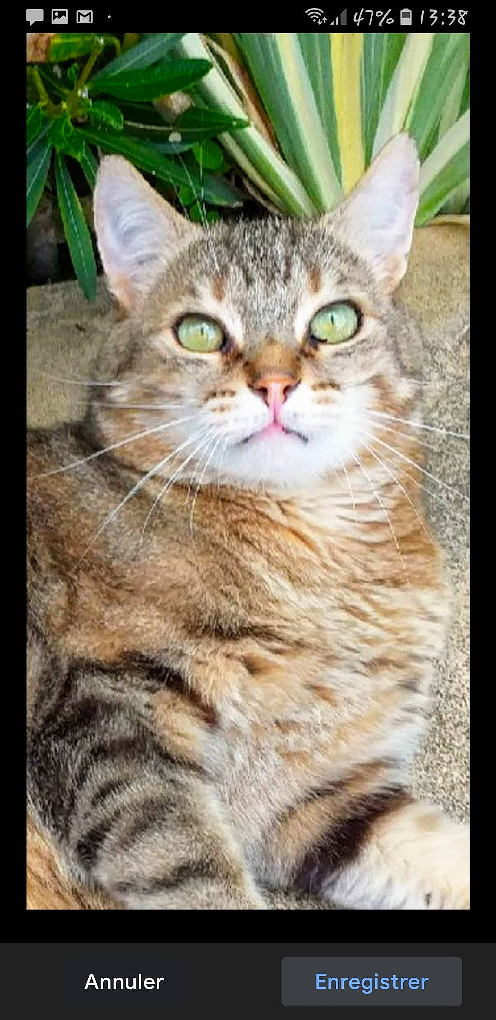 Pacha a rejoint le concours — aidez-le/la à gagner de superbes lots ! aegean_cat, american_shorthair, american_wirehair, asian, australian_mist, california_spangled, carnivore, cat, domestic_short_haired_cat, dragon_li, european_shorthair, felidae, mammal, ocicat, pixie_bob, small_to_medium_sized_cats, snout, tabby_cat, vertebrate, whiskers