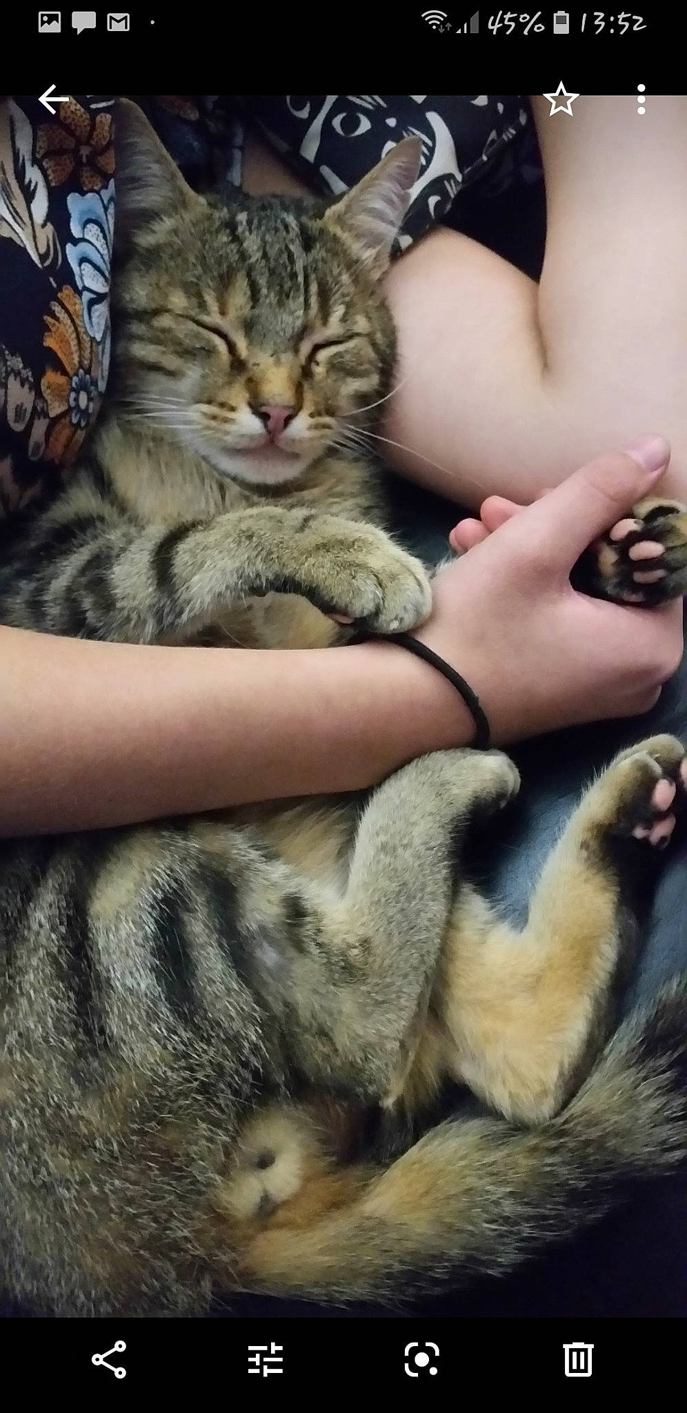 Pacha participe au concours pour gagner de l'argent avec cette photo : aegean_cat, american_shorthair, american_wirehair, asian, california_spangled, carnivore, cat, chausie, domestic_short_haired_cat, dragon_li, egyptian_mau, european_shorthair, felidae, kitten, mammal, pixie_bob, small_to_medium_sized_cats, snout, tabby_cat, whiskers