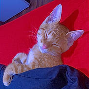 Garfield is registered to the contest to win money with this photo: cat, orange_tabby, sleeping, blanket, red_background, cozy, pet, domestic_cat, fur, whiskers, ears, nap, indoor, relaxed, cute, animal, feline, resting, soft, comfort