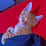 cat, orange_tabby, sleeping, blanket, red_background, cozy, pet, domestic_cat, fur, whiskers, ears, nap, indoor, relaxed, cute, animal, feline, resting, soft, comfort