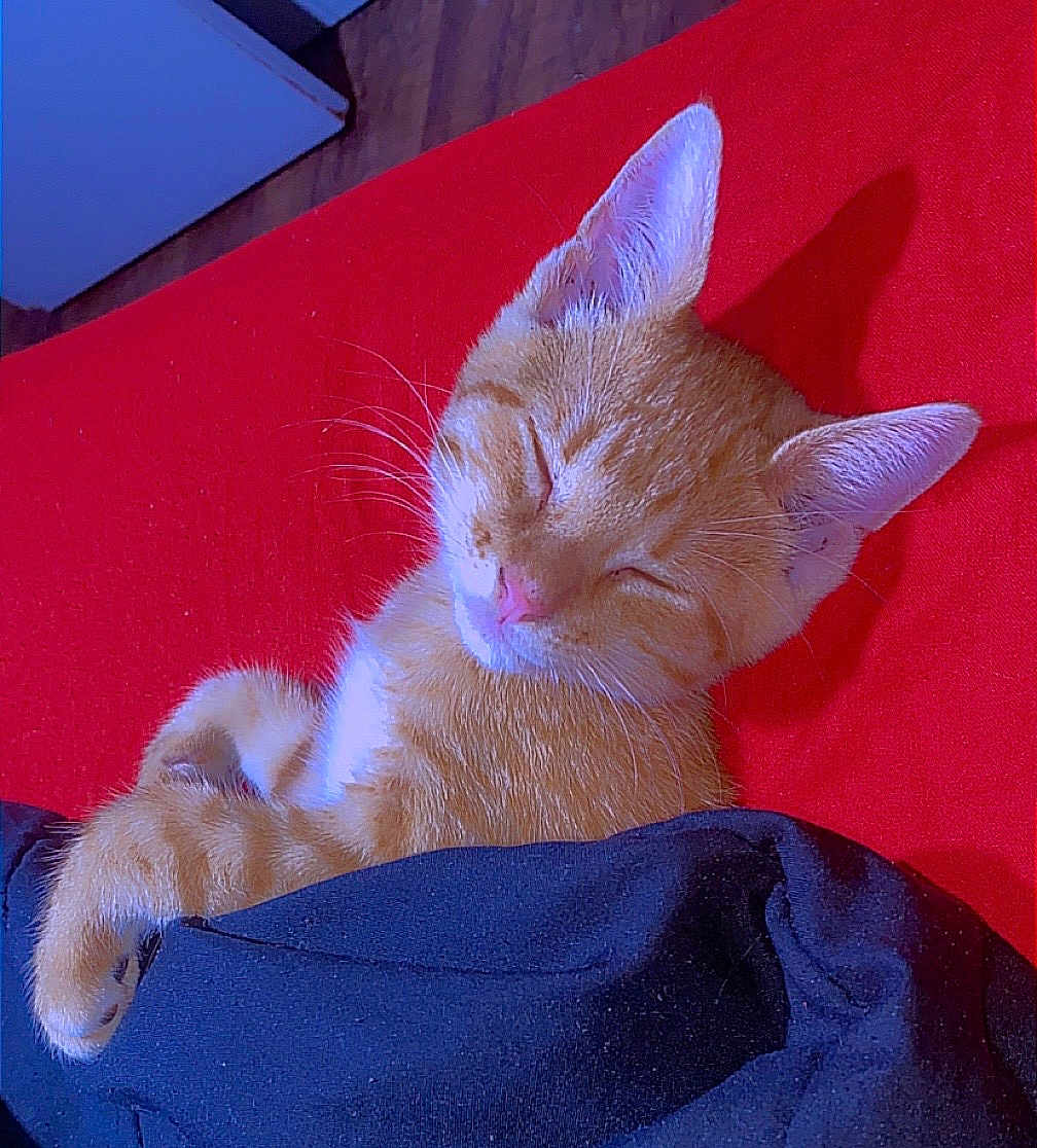 Garfield