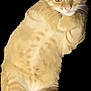 Garfield is registered to the contest to win money with this photo: cat, kitten, ginger, orange, pet, feline, animal, cute, fur, whiskers, tail, ears, paws, relaxed, looking, black_background, isolated, curious, young, domestic