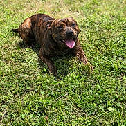 Rambo a rejoint le concours — aidez-le/la à gagner de superbes lots ! animal, brindle, canine, cute, daytime, dog, field, friendly, grass, happy, lying_down, mammal, nature, outdoor, pet, playing, relaxed, summer, sunlight, tongue_out