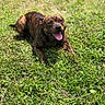animal, brindle, canine, cute, daytime, dog, field, friendly, grass, happy, lying_down, mammal, nature, outdoor, pet, playing, relaxed, summer, sunlight, tongue_out