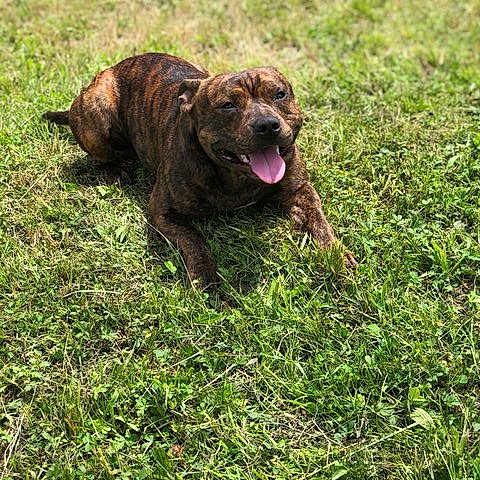 Rambo a rejoint le concours — aidez-le/la à gagner de superbes lots ! animal, brindle, canine, cute, daytime, dog, field, friendly, grass, happy, lying_down, mammal, nature, outdoor, pet, playing, relaxed, summer, sunlight, tongue_out