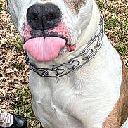 Beau joined the competition — help win amazing prizes! dog, tongue_out, chain_collar, grass, leaves, outdoor, pet, close_up, brown_and_white, playful, animal, mammal, canine, sitting, paw, nose, fur, expression, shoe, nature