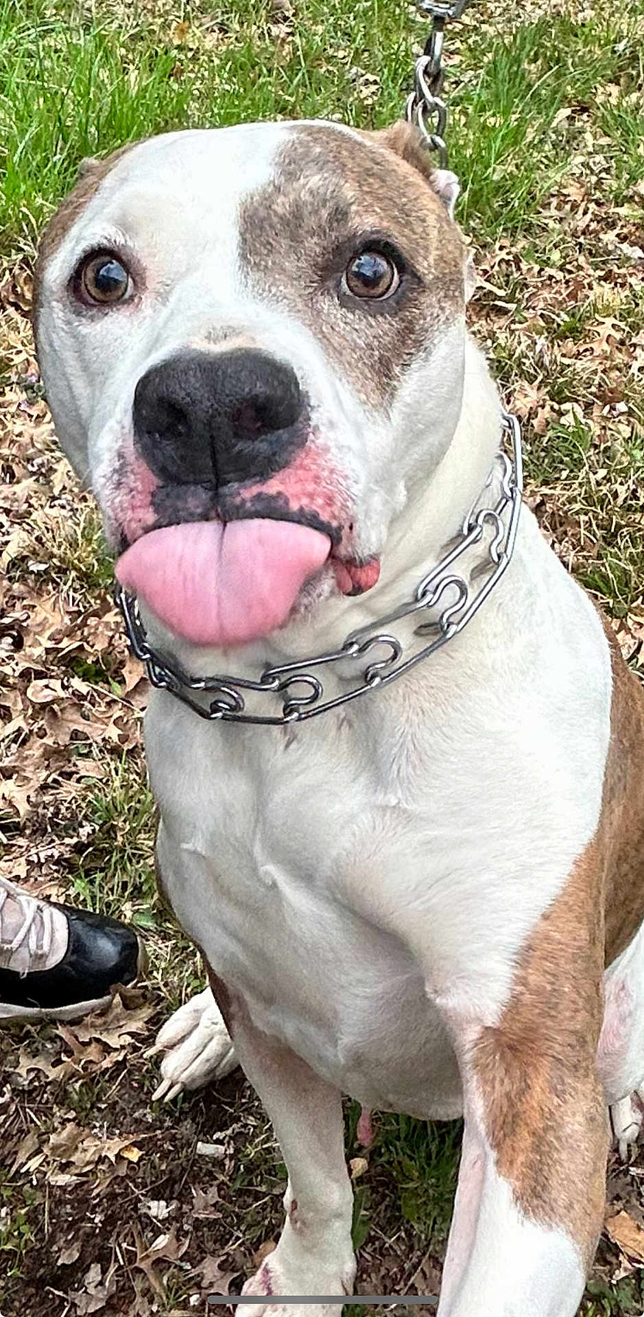 Beau joined the competition — help win amazing prizes! dog, tongue_out, chain_collar, grass, leaves, outdoor, pet, close_up, brown_and_white, playful, animal, mammal, canine, sitting, paw, nose, fur, expression, shoe, nature