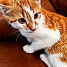 cat, kitten, orange_and_white, feline, pet, animal, portrait, close_up, sitting, lying_down, leather_sofa, indoors, home, brown, white, fur, whiskers, ears, eyes, cute