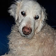 Lila participe au concours pour gagner de l'argent avec cette photo : dog, white_dog, curly_fur, pet, animal, close_up, portrait, fluffy, canine, indoor, face, fur, nose, ears, looking_at_camera, domestic_animal, companion, mammal, cute, friendly