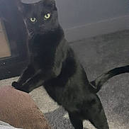 Raven is registered to the contest to win money with this photo: black_cat, cat, pet, indoor, carpet, curious, animal, feline, standing, hind_legs, eyes, cozy, brown_cushion, fur, tail, cute, domestic, mammal, whiskers, soft_light