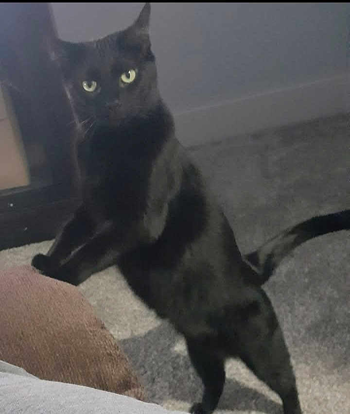 Raven is registered to the contest to win money with this photo: black_cat, cat, pet, indoor, carpet, curious, animal, feline, standing, hind_legs, eyes, cozy, brown_cushion, fur, tail, cute, domestic, mammal, whiskers, soft_light