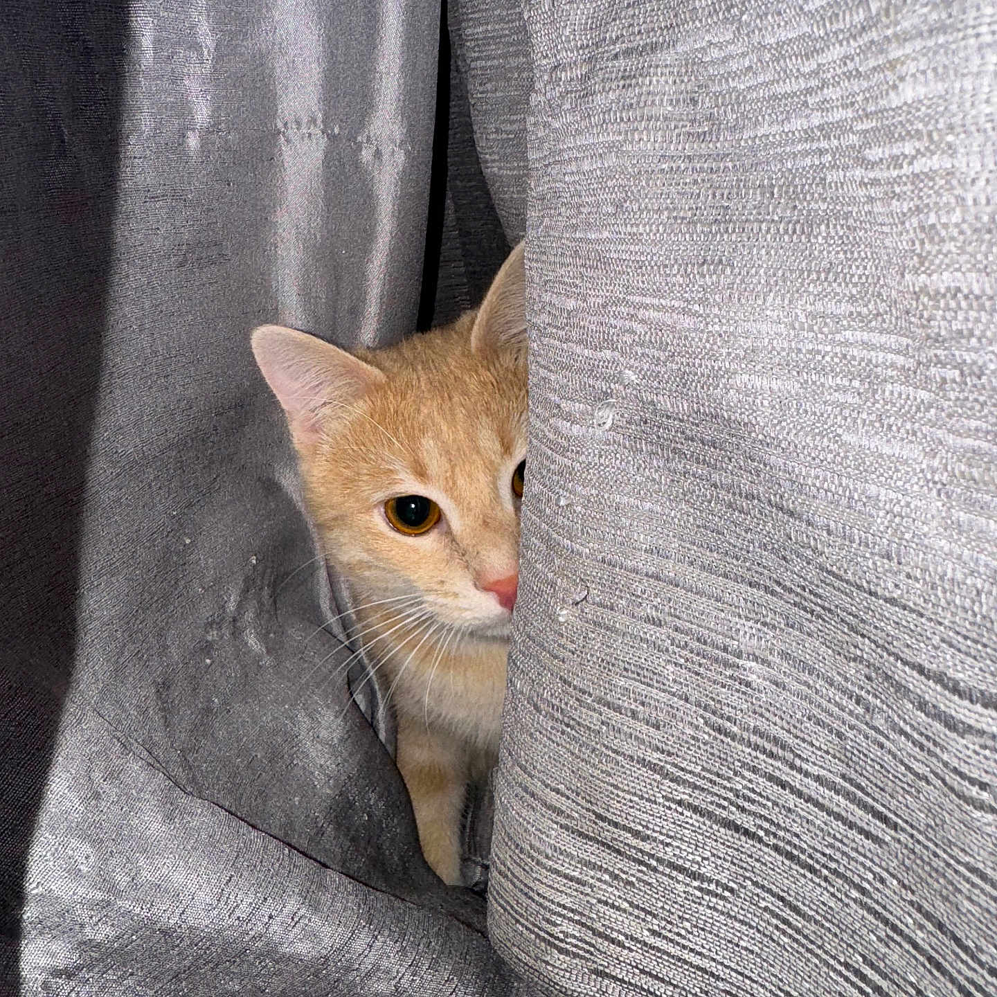 Poopi