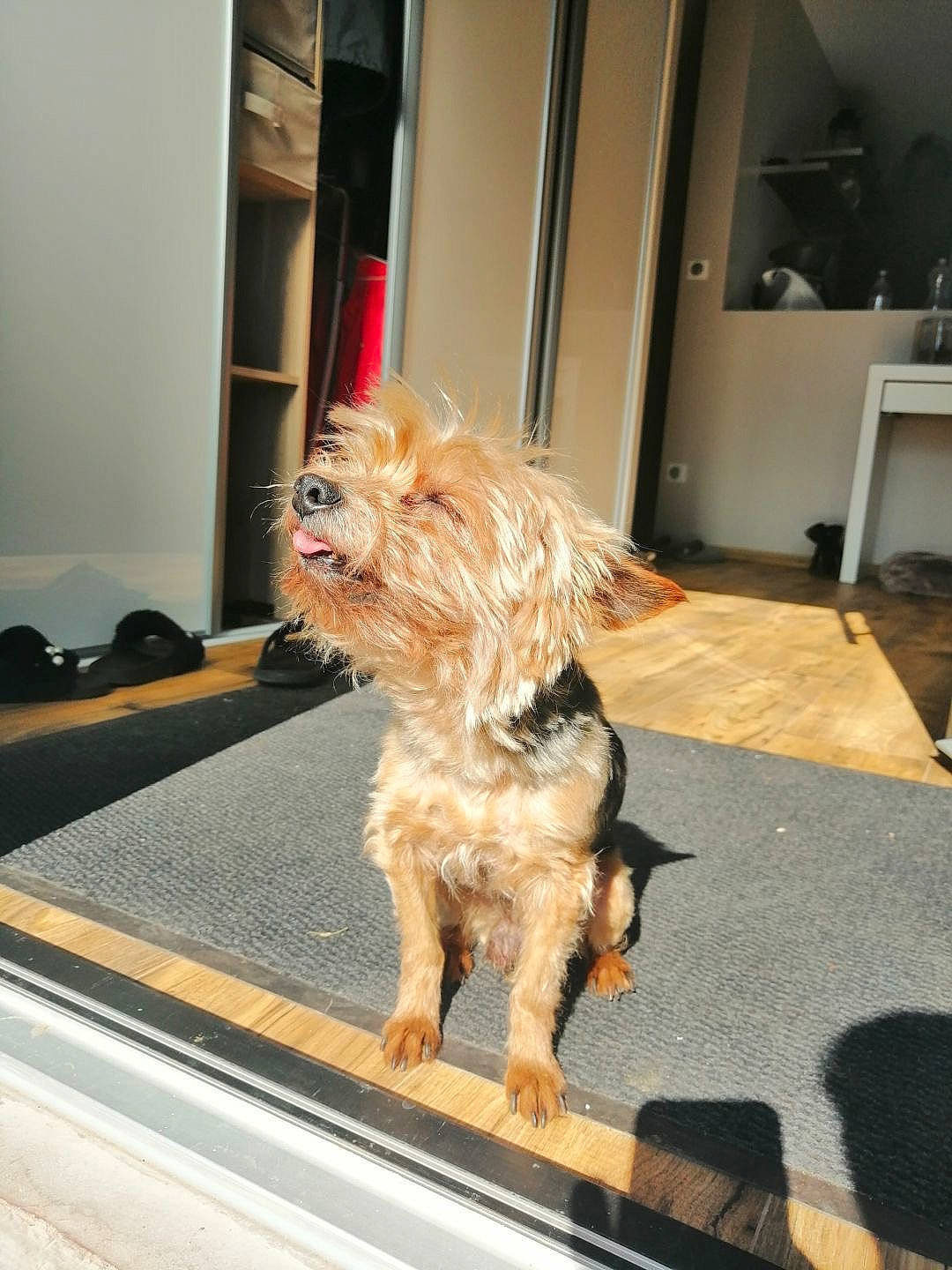 Bouba participe au concours pour gagner de l'argent avec cette photo : carnivore, companion_dog, dog, dog_breed, dog_supply, door, floor, flooring, fur, hardwood, liver, road_surface, small_terrier, snout, sporting_group, tail, terrier, toy_dog, wood, yorkipoo