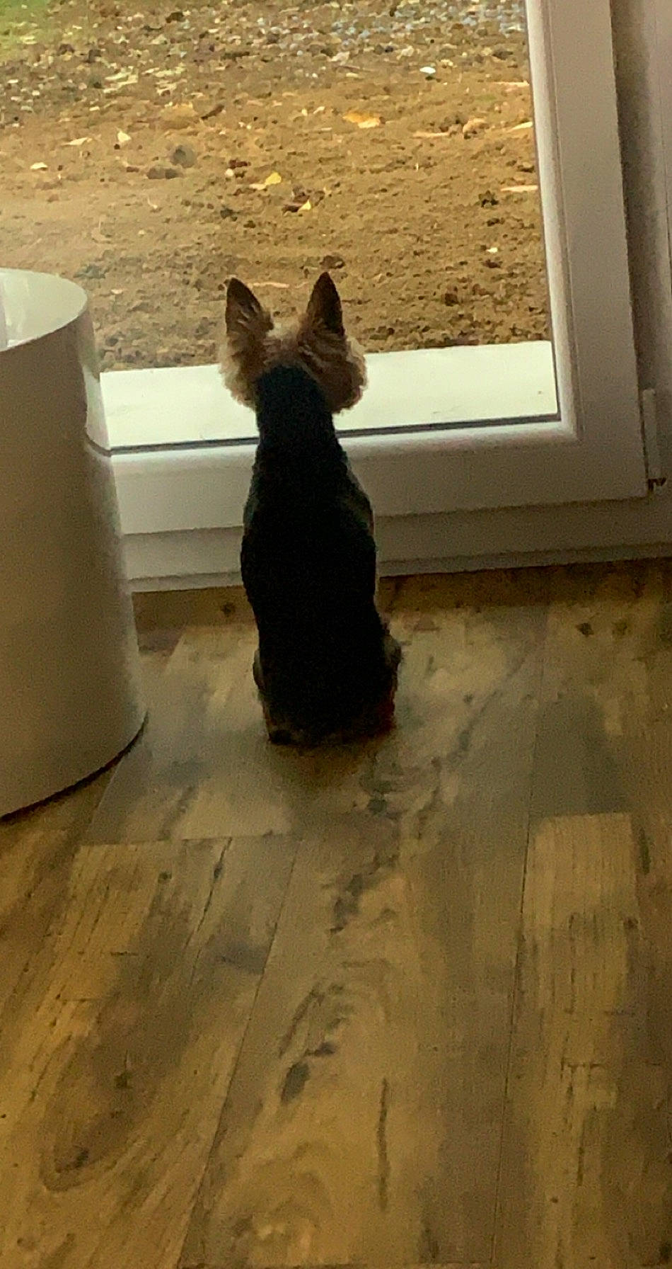 Bouba participe au concours pour gagner de l'argent avec cette photo : brown, carnivore, companion_dog, cone, dog, dog_breed, fawn, felidae, floor, flooring, hardwood, laminate_flooring, shadow, small_to_medium_sized_cats, tail, tints_and_shades, whiskers, window, wood, working_animal