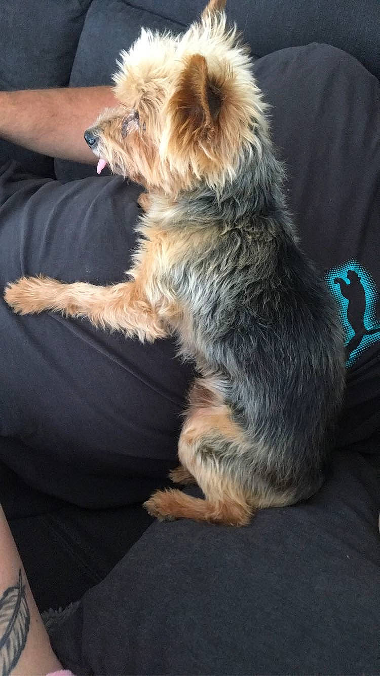 Bouba participe au concours pour gagner de l'argent avec cette photo : carnivore, claw, companion_dog, dog, dog_breed, dog_clothes, fawn, felidae, fur, nap, paw, pomeranian, puppy_love, sitting, small_terrier, sporting_group, tail, terrier, toy_dog, whiskers