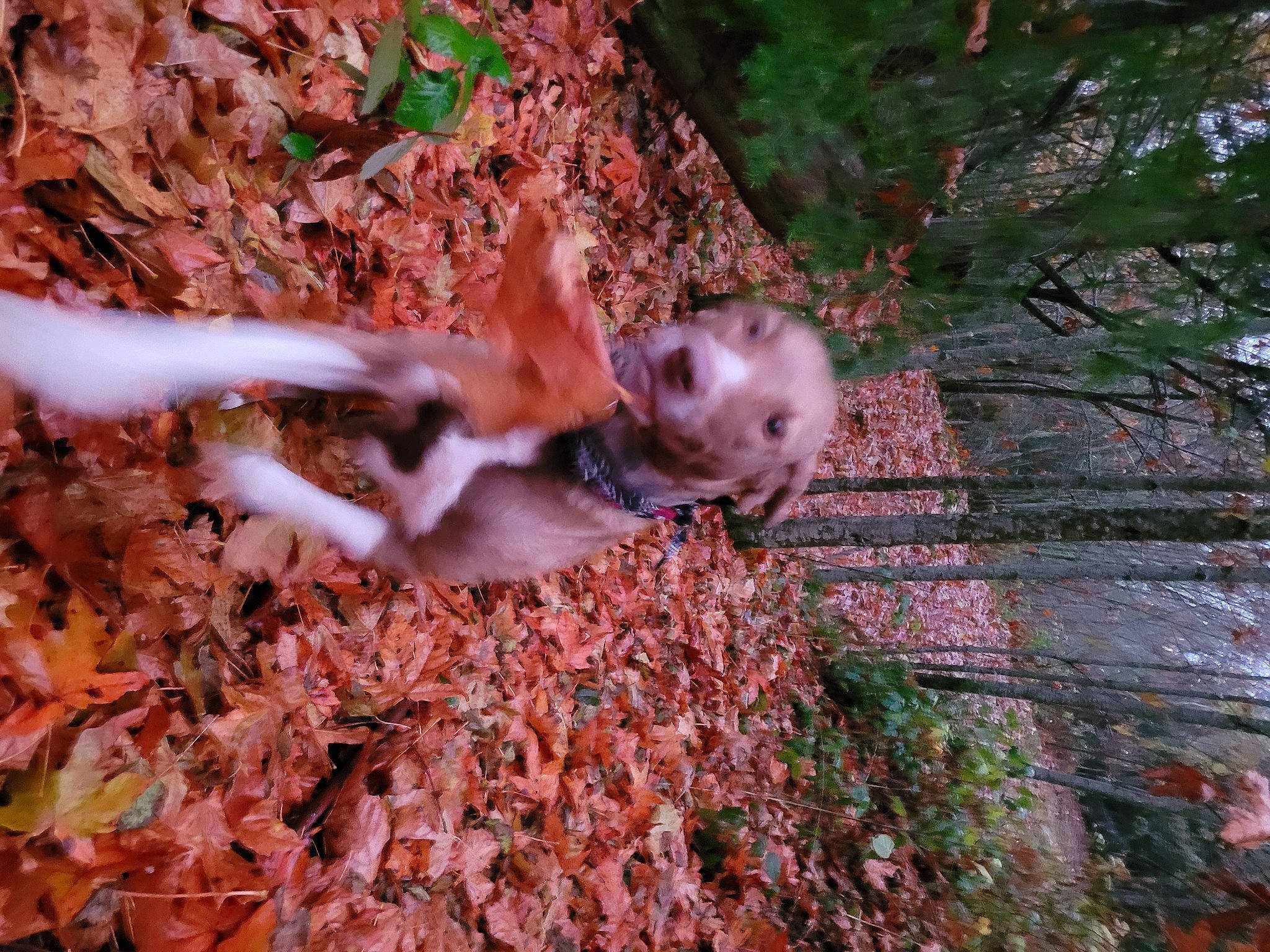 Biscuits is registered to the contest to win money with this photo: biome, branch, deciduous, fawn, forest, grass, groundcover, leaf, mammal, natural_environment, organism, people_in_nature, plant, tree, trunk, twig, vegetation, vertebrate, wood, woody_plant