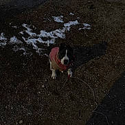 Echo joined the competition — help win amazing prizes! dog, puppy, jacket, outdoor, dirt, snow, leash, shadow, animal, pet, ground, small_dog, winter, curious, sitting, dark, cold, ears, eyes, canine