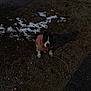 dog, puppy, jacket, outdoor, dirt, snow, leash, shadow, animal, pet, ground, small_dog, winter, curious, sitting, dark, cold, ears, eyes, canine