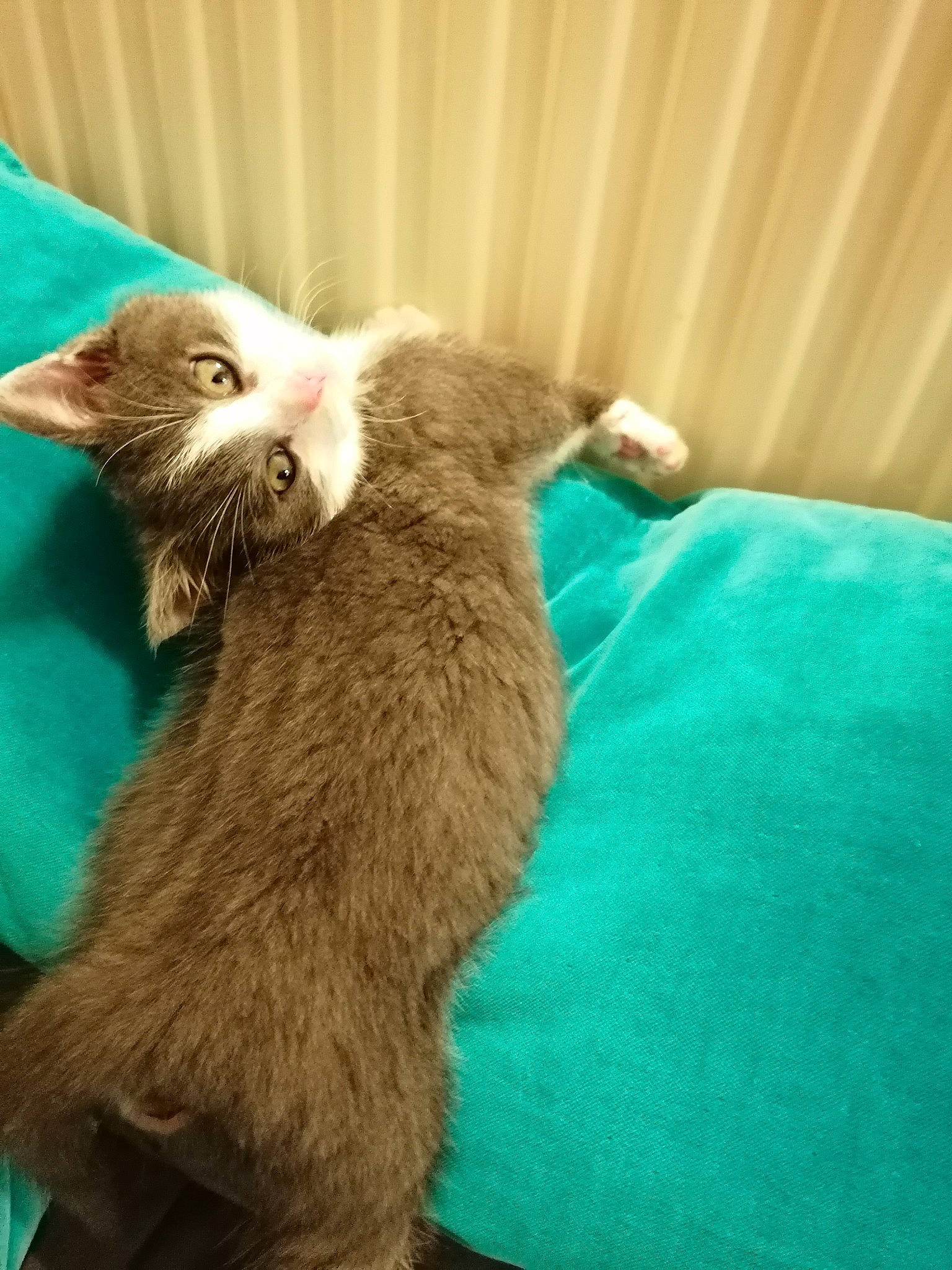 Cookie participe au concours pour gagner de l'argent avec cette photo : balinese, carnivore, cat, cat_supply, claw, comfort, domestic_short_haired_cat, fawn, felidae, fur, gesture, linens, nap, paw, small_to_medium_sized_cats, snout, tail, terrestrial_animal, thai, whiskers