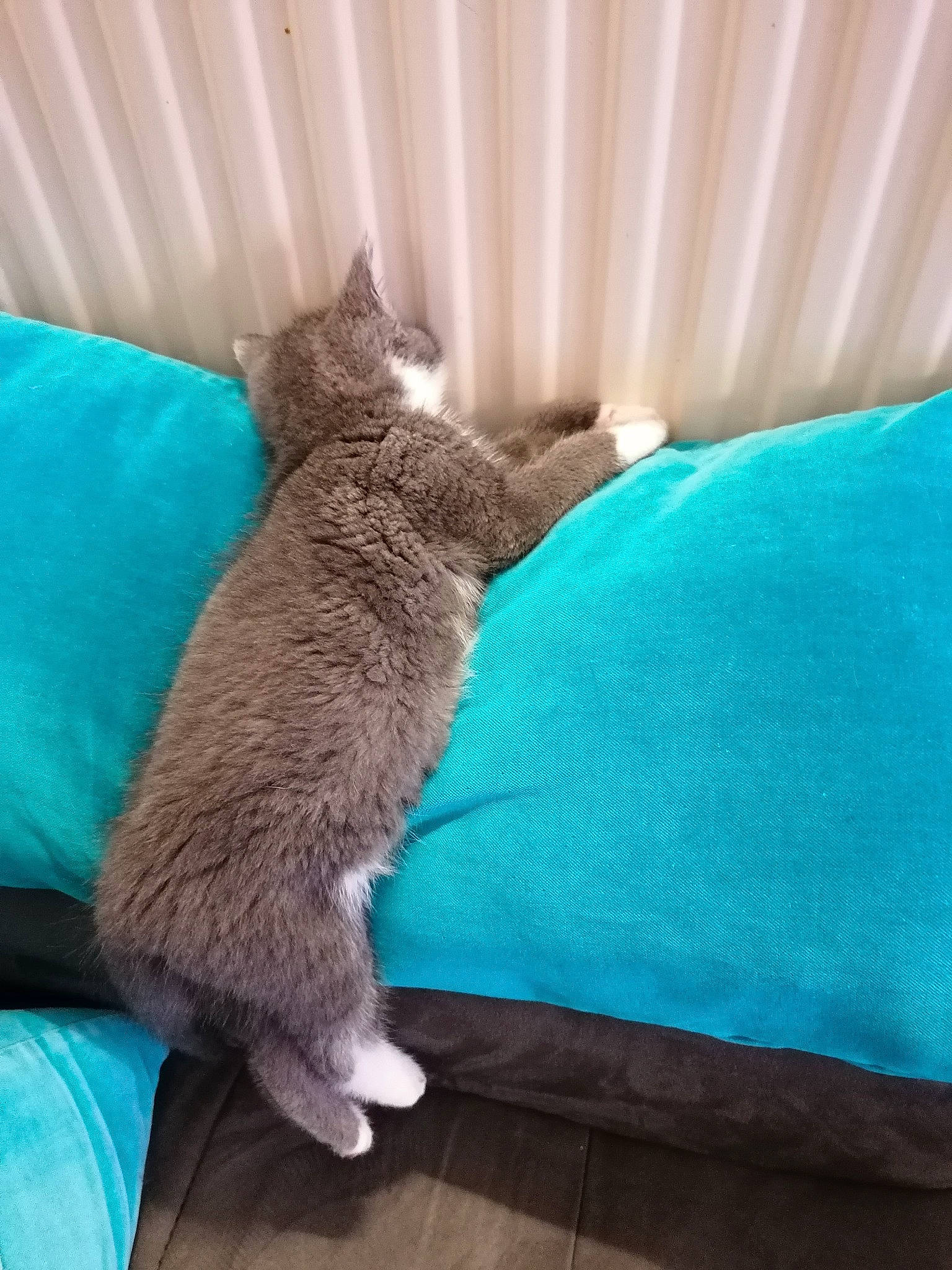 Cookie a rejoint le concours — aidez-le/la à gagner de superbes lots ! bedding, carnivore, cat, cat_supply, comfort, domestic_short_haired_cat, electric_blue, felidae, flooring, fur, grey, linens, mammal, paw, room, small_to_medium_sized_cats, tail, textile, vertebrate, whiskers