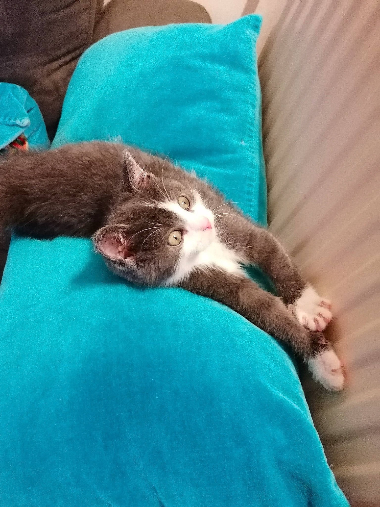 Cookie a rejoint le concours — aidez-le/la à gagner de superbes lots ! blue, carnivore, comfort, companion_dog, couch, dog, dog_breed, domestic_short_haired_cat, felidae, fur, human_leg, linens, liver, paw, pillow, small_to_medium_sized_cats, sporting_group, tail, whiskers, working_animal