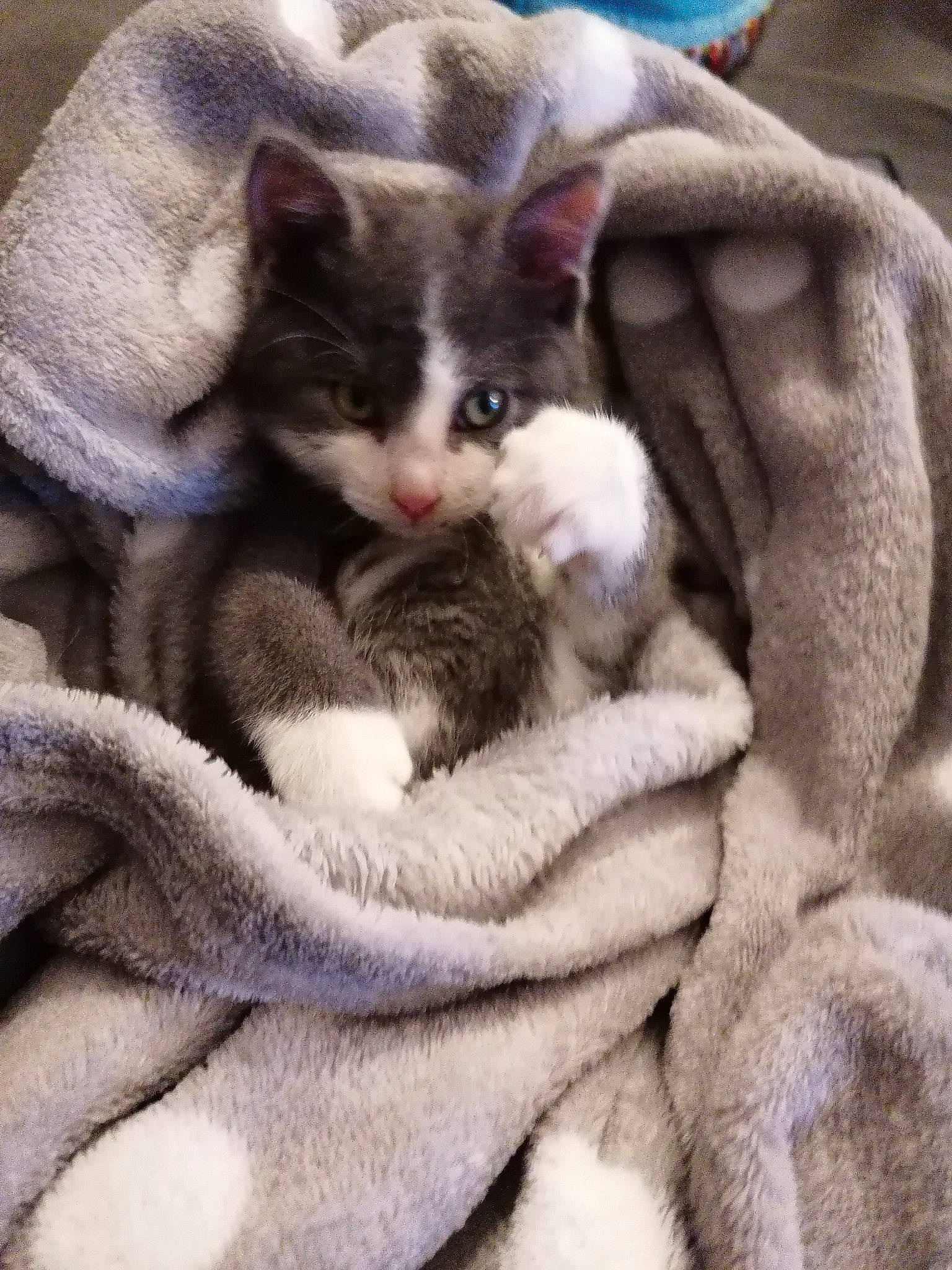 Cookie participe au concours pour gagner de l'argent avec cette photo : blanket, carnivore, cat, cat_bed, claw, comfort, domestic_short_haired_cat, fawn, felidae, fur, grey, linens, nap, paw, sleep, small_to_medium_sized_cats, tail, whiskers, wool, woolen