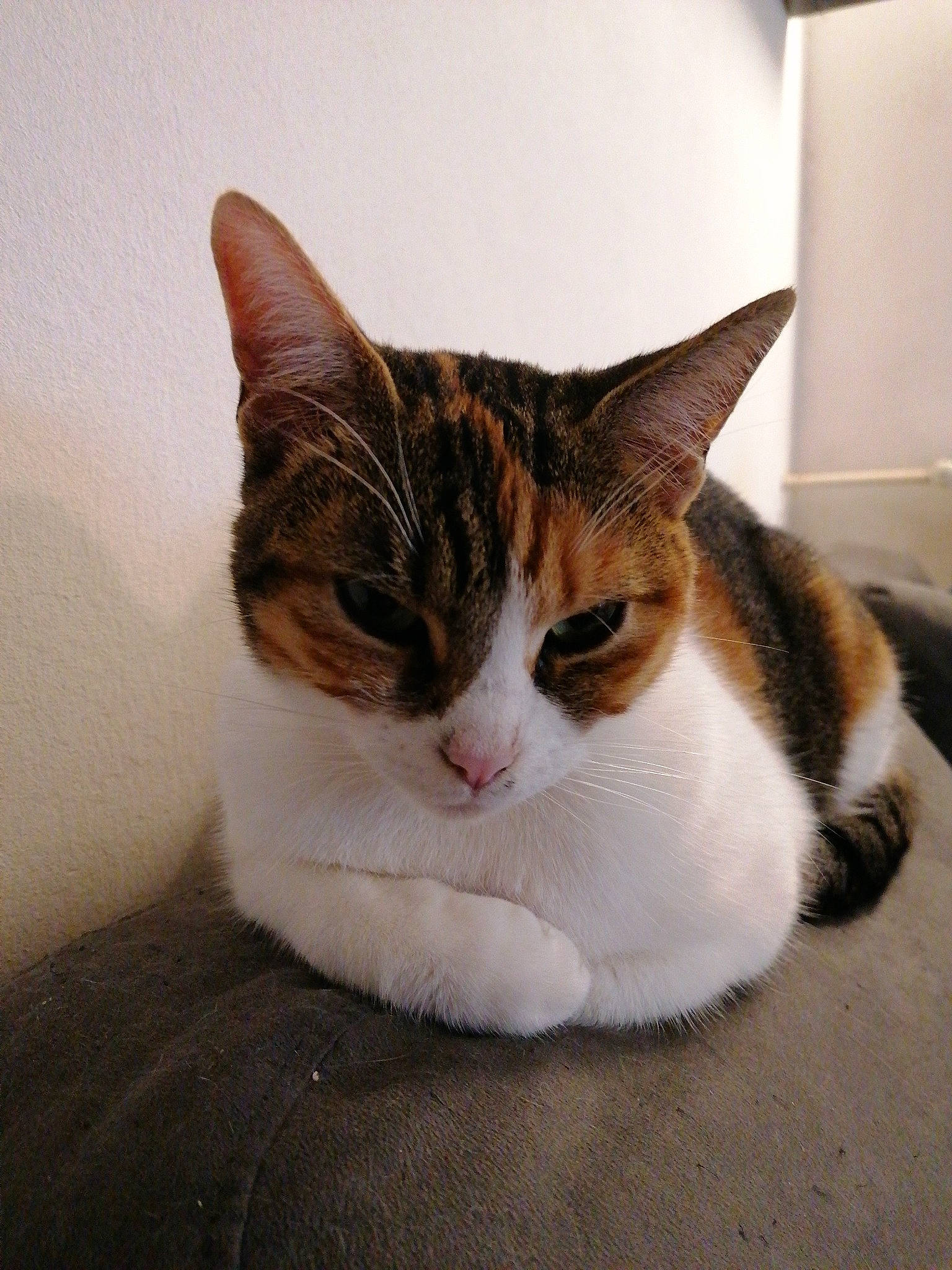 Vodka Et Fripouille a rejoint le concours — aidez-le/la à gagner de superbes lots ! carnivore, cat, comfort, domestic_short_haired_cat, felidae, fur, household_supply, paper_towel, paper_towel_holder, paw, sitting, small_to_medium_sized_cats, snout, tail, terrestrial_animal, tissue_paper, toilet_paper, whiskers