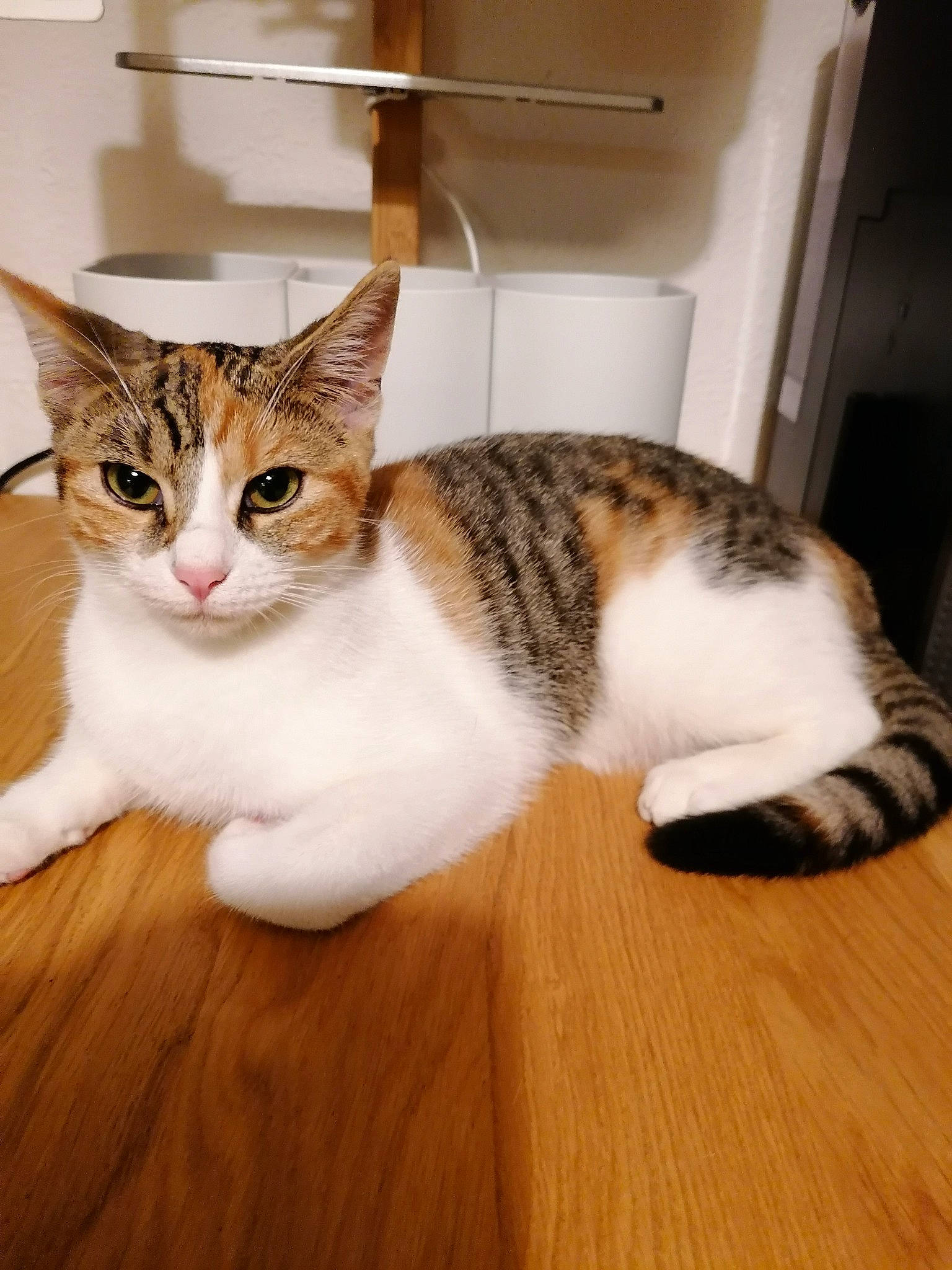 Vodka Et Fripouille participe au concours pour gagner de l'argent avec cette photo : box, carnivore, cat, comfort, domestic_short_haired_cat, felidae, floor, flooring, fur, hardwood, laminate_flooring, mammal, paw, small_to_medium_sized_cats, snout, tail, whiskers, wood, wood_flooring, wood_stain