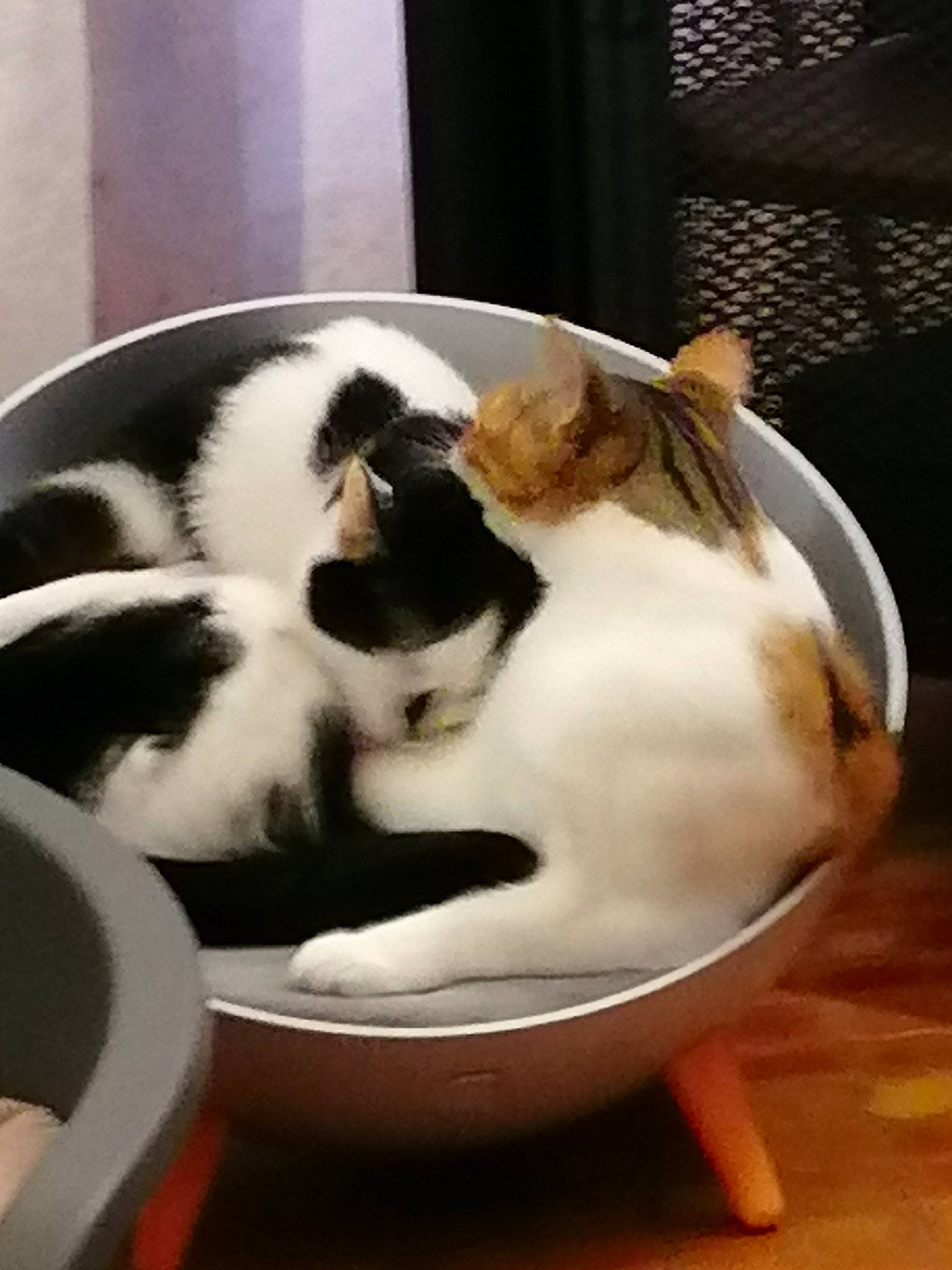 Vodka Et Fripouille a rejoint le concours — aidez-le/la à gagner de superbes lots ! bowl, carnivore, cat, cat_supply, comfort, companion_dog, domestic_short_haired_cat, felidae, fur, mammal, paw, pet_supply, serveware, small_to_medium_sized_cats, snout, tableware, tail, vertebrate, whiskers, wood