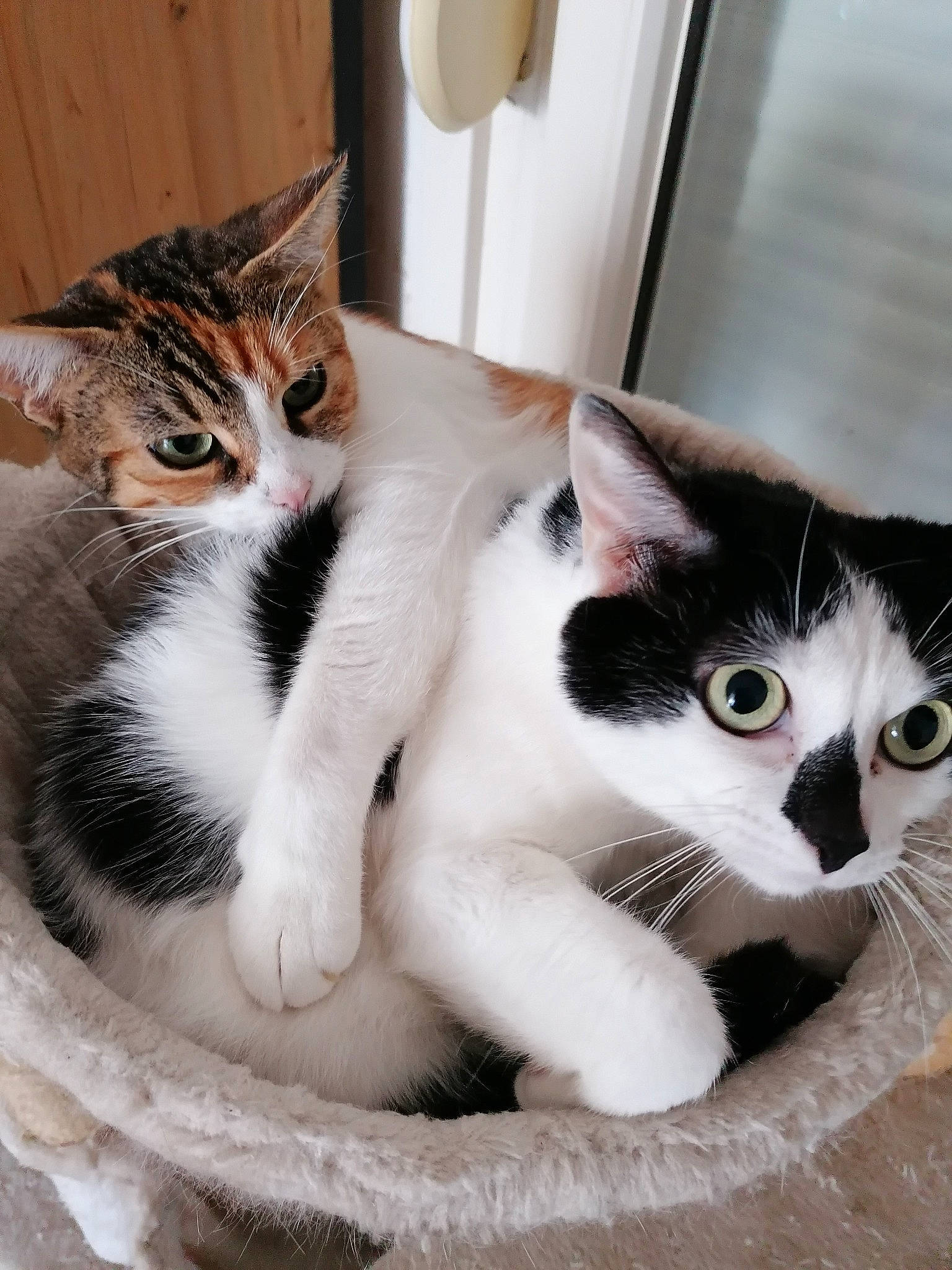 Vodka Et Fripouille a rejoint le concours — aidez-le/la à gagner de superbes lots ! carnivore, cat, cat_supply, comfort, domestic_short_haired_cat, felidae, fur, mammal, paw, pet_supply, sitting, small_to_medium_sized_cats, snout, tail, vertebrate, whiskers, window