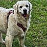 dog, golden_retriever, canine, pet, animal, outdoor, grass, greenery, harness, happy, smiling, fur, mammal, friendly, nature, portrait, standing, tongue, daylight, cute