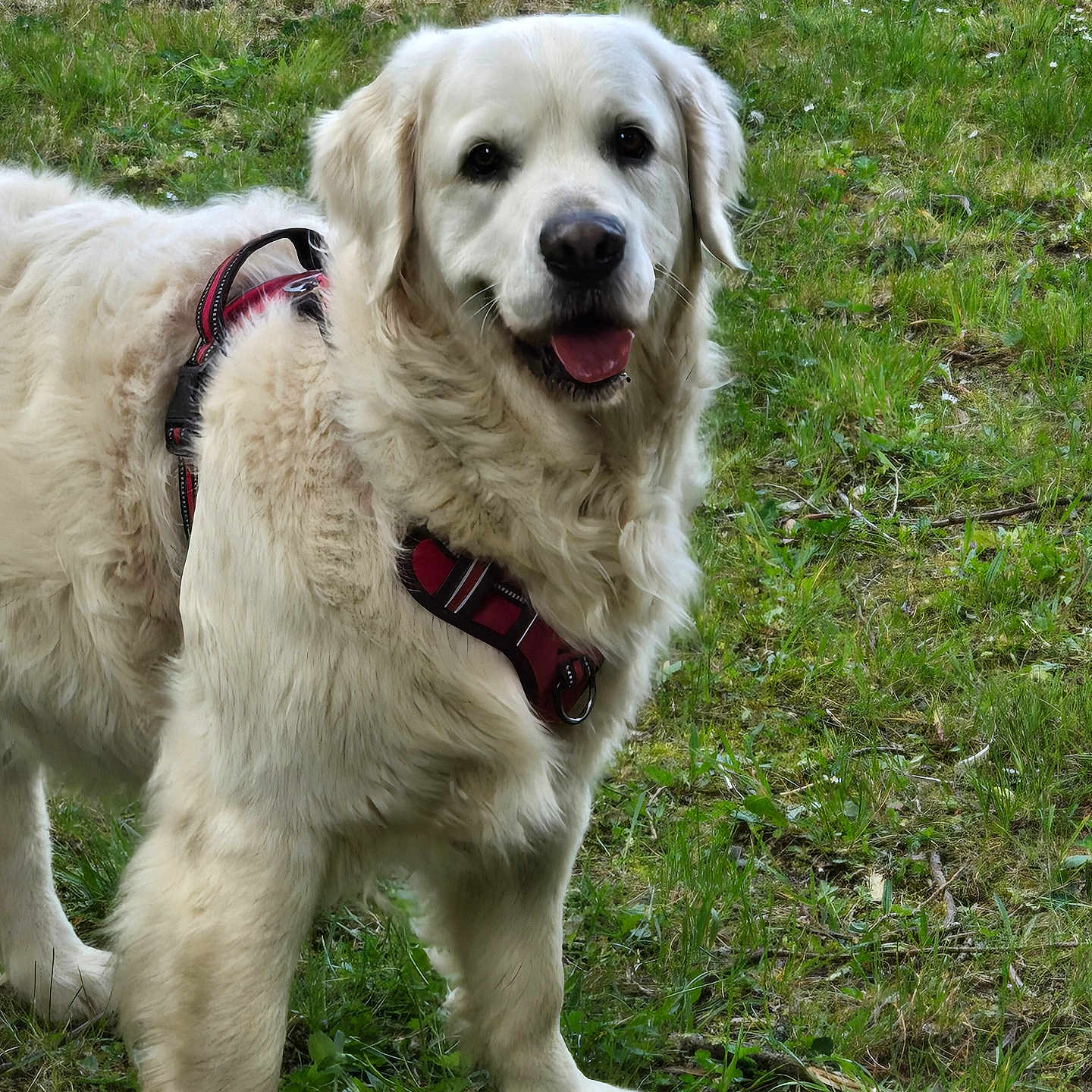 Jack a rejoint le concours — aidez-le/la à gagner de superbes lots ! dog, golden_retriever, canine, pet, animal, outdoor, grass, greenery, harness, happy, smiling, fur, mammal, friendly, nature, portrait, standing, tongue, daylight, cute