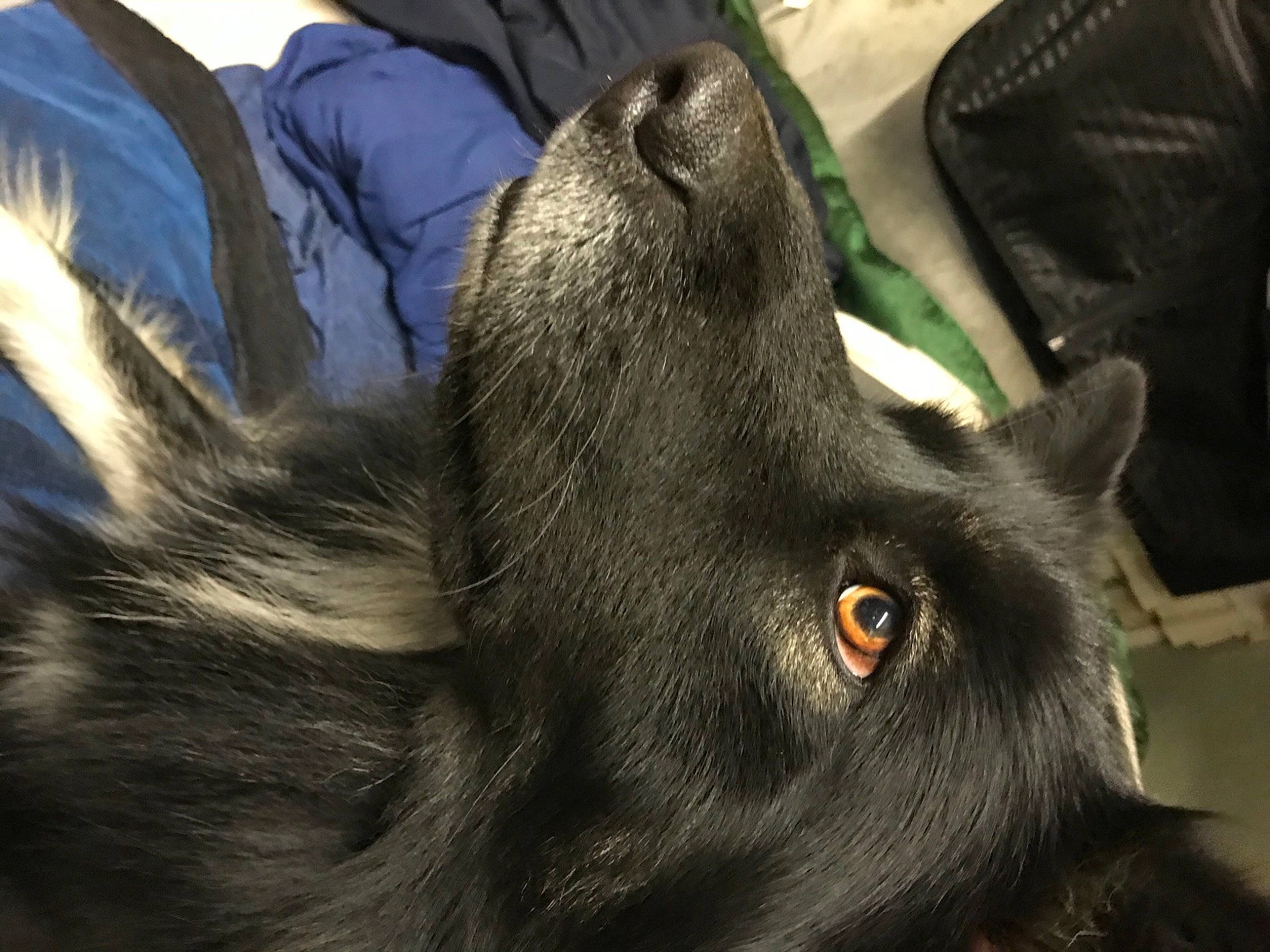 Bently joined the competition — help win amazing prizes! black_cat, black_norwegian_elkhound, canidae, carnivore, claw, companion_dog, dog_breed, domestic_short_haired_cat, ear, felidae, foot, fur, paw, small_to_medium_sized_cats, snout, sporting_group, terrestrial_animal, whiskers, wildlife, working_animal