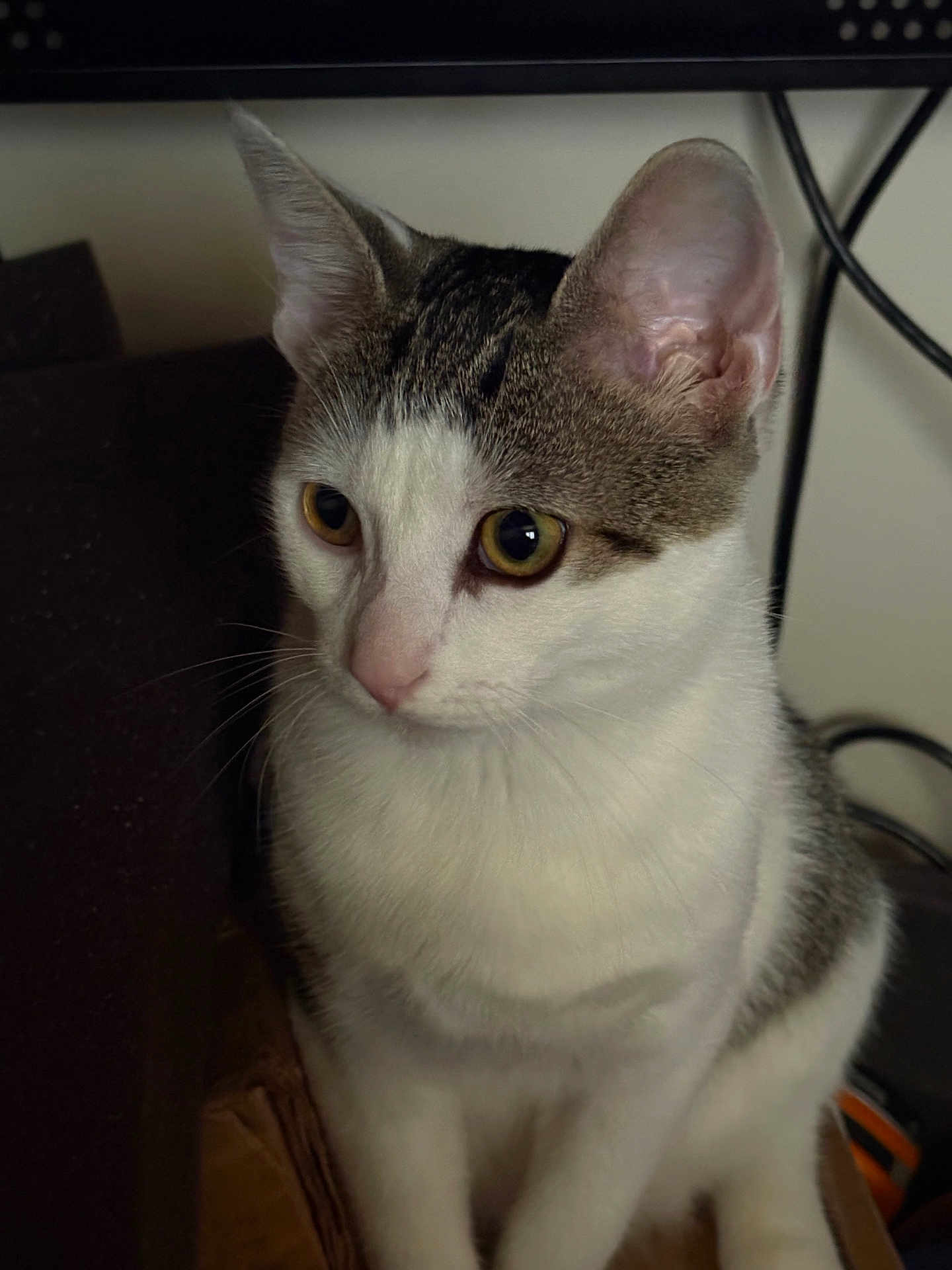 Patches is registered to the contest to win money with this photo: cat, tabby, white_fur, indoor, pet, animal, sitting, curious, whiskers, ears, golden_eyes, feline, closeup, fur, domestic_cat, cute, portrait, alert, young_cat, household