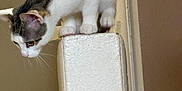 Patches is registered to the contest to win money with this photo: cat, white, gray, curious, perched, indoor, feline, animal, pet, whiskers, ears, paws, looking_down, vertical_surface, texture, closeup, side_view, domestic, alert, balance