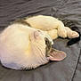 Patches is registered to the contest to win money with this photo: cat, sleeping, curled_up, bed, blanket, indoor, pet, feline, resting, cute, domestic_cat, fur, whiskers, pink_nose, cozy, relaxed, tail, ears, quiet, comfortable