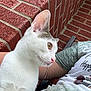 Patches is registered to the contest to win money with this photo: cat, white_cat, gray_cat, pet, animal, closeup, side_view, brick_wall, brick_steps, outdoor, person, arm, resting, curious, whiskers, ear, fur, portrait, companion, casual_clothing