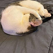 Patches joined the competition — help win amazing prizes! cat, sleeping, curled_up, pet, animal, fur, ear, blanket, bed, resting, cozy, domestic_animal, whiskers, cute, feline, indoor, relaxing, soft, tail, pink_paw