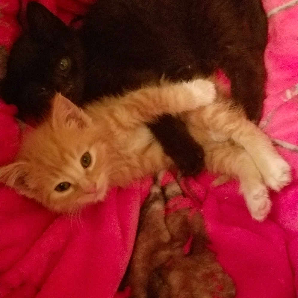 Grizz joined the competition — help win amazing prizes! carnivore, cat, fawn, felidae, fur, german_rex, kitten, maine_coon, mammal, norwegian_forest_cat, persian, small_to_medium_sized_cats, tail, whiskers