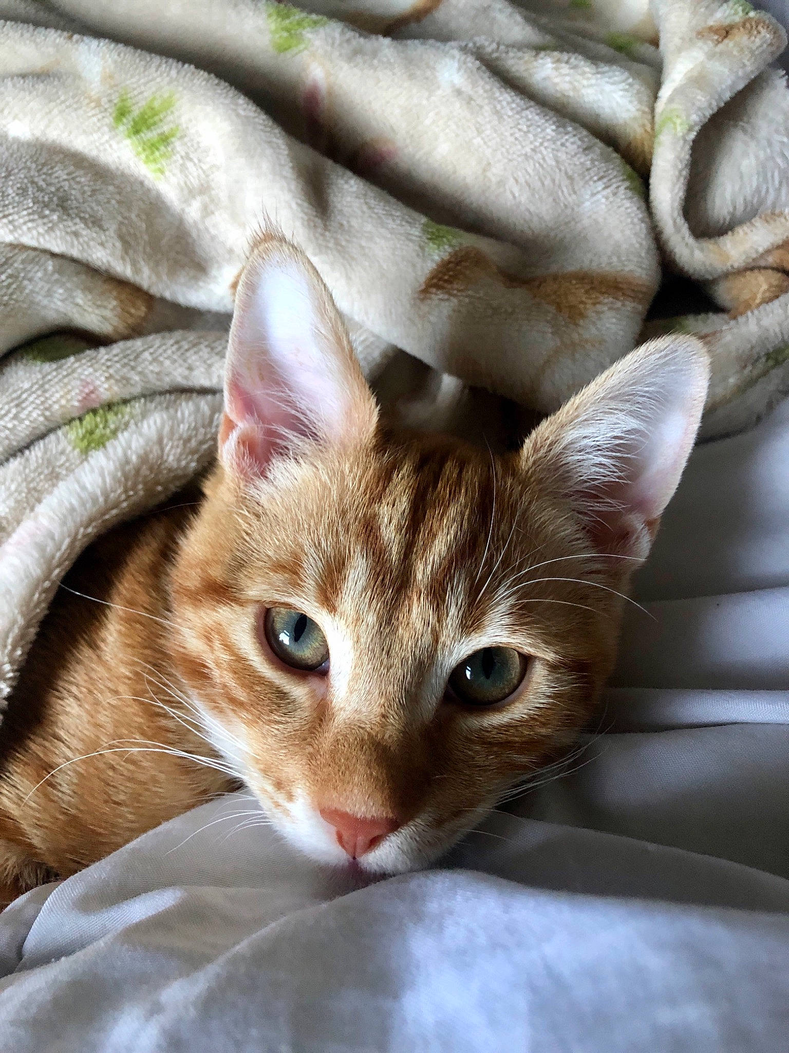Elton joined the competition — help win amazing prizes! beige, carnivore, cat, comfort, domestic_short_haired_cat, fawn, felidae, fur, kitten, liver, organism, skin, small_to_medium_sized_cats, snout, vertebrate, whiskers