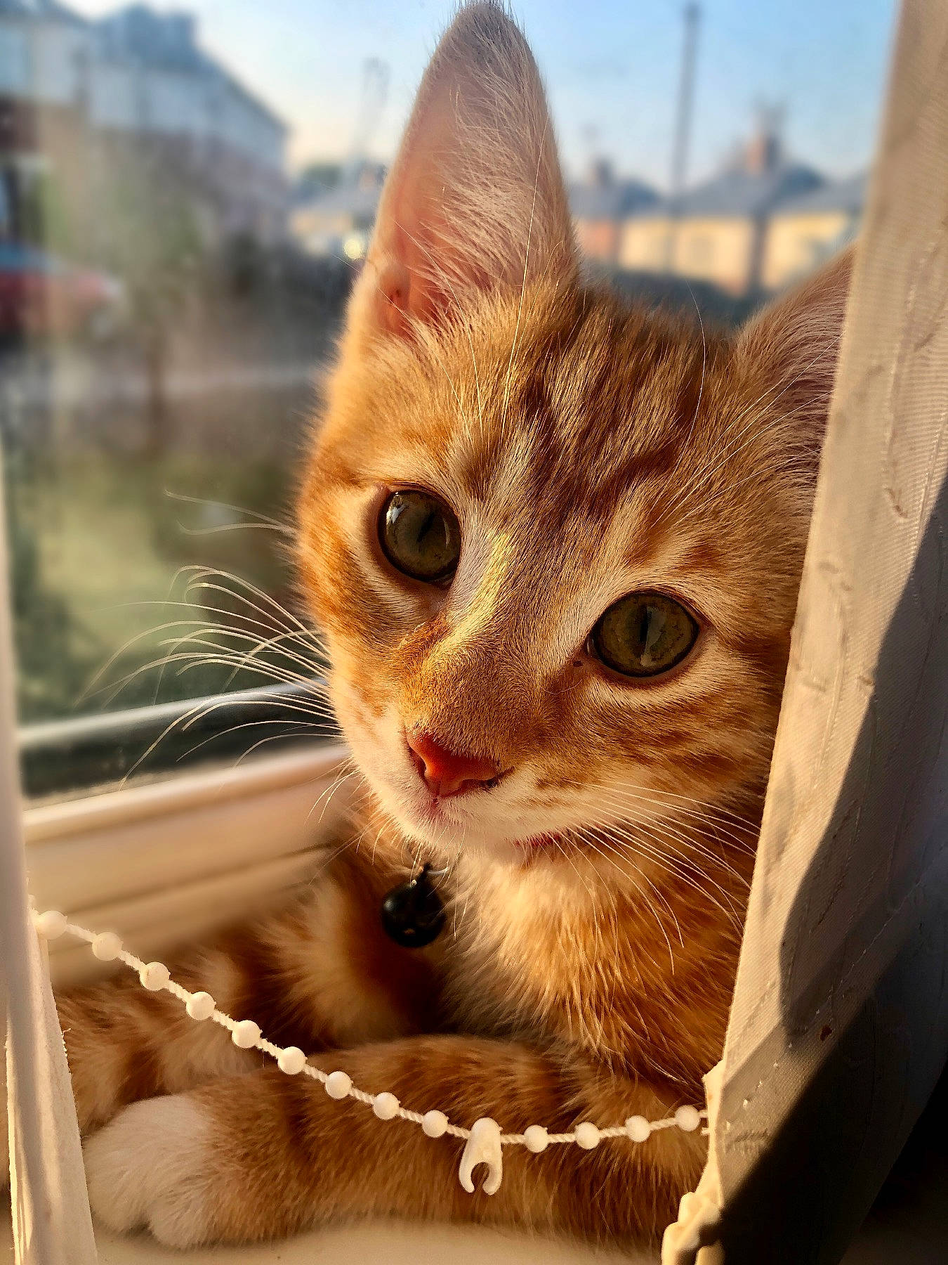 Elton is registered to the contest to win money with this photo: carnivore, cat, cat_supply, collar, curious, domestic_short_haired_cat, felidae, fur, pet_supply, small_to_medium_sized_cats, snout, tabby_cat, vertebrate, whiskers