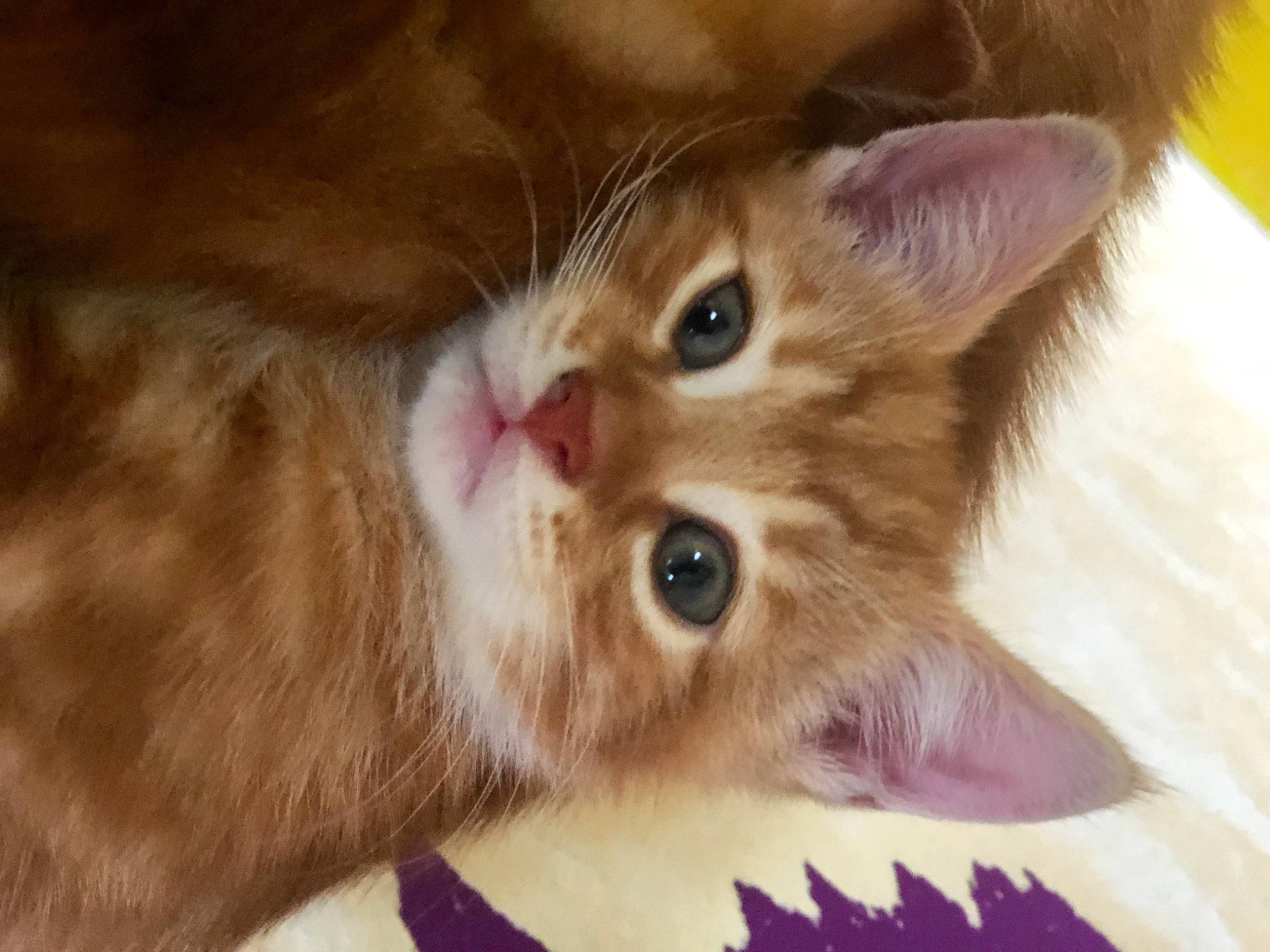 Elton is registered to the contest to win money with this photo: brown, carnivore, cat, collar, domestic_short_haired_cat, fawn, felidae, fur, iris, kitten, liver, skin, small_to_medium_sized_cats, snout, tongue, vertebrate, whiskers