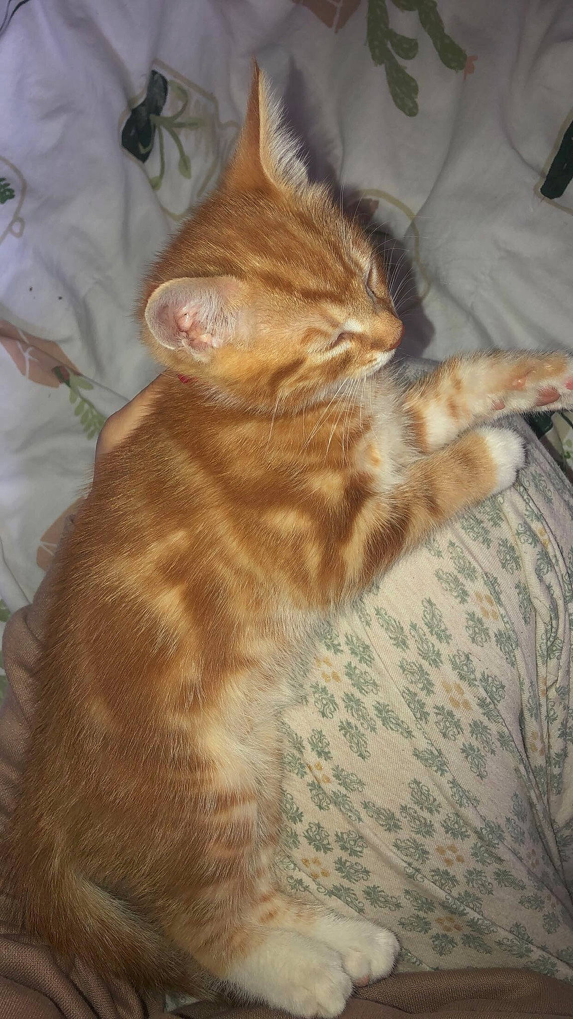 Elton joined the competition — help win amazing prizes! carnivore, cat, comfort, fawn, felidae, fur, linens, liver, small_to_medium_sized_cats, tail, vertebrate, whiskers