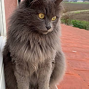 Pirouette participe au concours pour gagner de l'argent avec cette photo : cat, gray_cat, fluffy, yellow_eyes, windowsill, outdoor, animal, pet, feline, fur, portrait, sitting, nature, calm, looking_away, closeup, domestic_cat, window, landscape, quiet