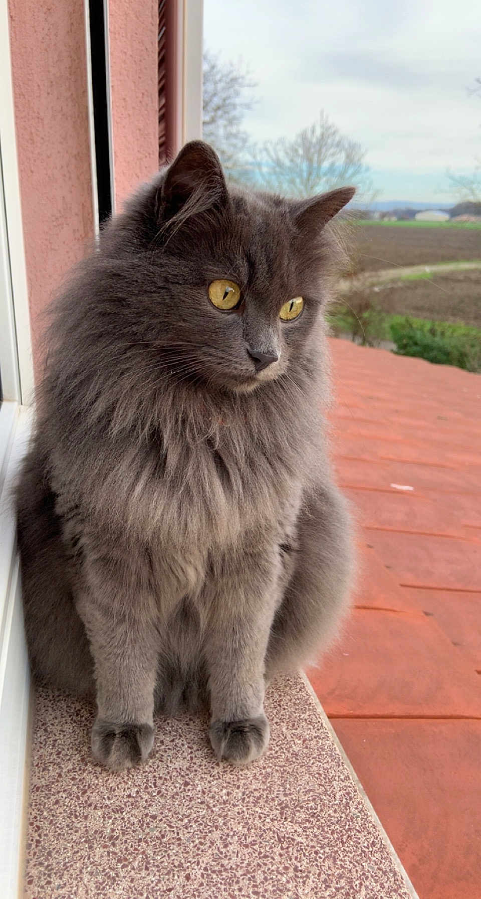 Pirouette participe au concours pour gagner de l'argent avec cette photo : cat, gray_cat, fluffy, yellow_eyes, windowsill, outdoor, animal, pet, feline, fur, portrait, sitting, nature, calm, looking_away, closeup, domestic_cat, window, landscape, quiet