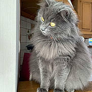 Pirouette participe au concours pour gagner de l'argent avec cette photo : animal, cat, cozy, curious, cute, domestic_cat, feline, fluffy, fur, gray_cat, household, indoor, kitchen, looking_away, pet, portrait, sitting, whiskers, wooden_surface, yellow_eyes