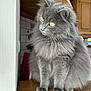 animal, cat, cozy, curious, cute, domestic_cat, feline, fluffy, fur, gray_cat, household, indoor, kitchen, looking_away, pet, portrait, sitting, whiskers, wooden_surface, yellow_eyes
