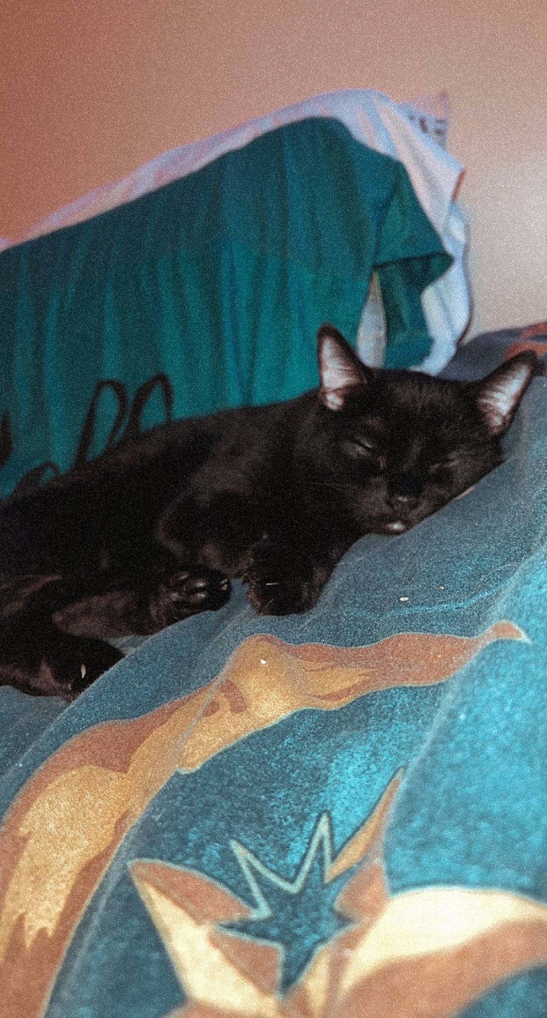 Mazikeen Hazel is registered to the contest to win money with this photo: black_cat, blue, bombay, carnivore, cat, cat_bed, claw, comfort, domestic_short_haired_cat, electric_blue, felidae, fur, grey, linens, nap, pattern, small_to_medium_sized_cats, tail, terrestrial_animal, whiskers