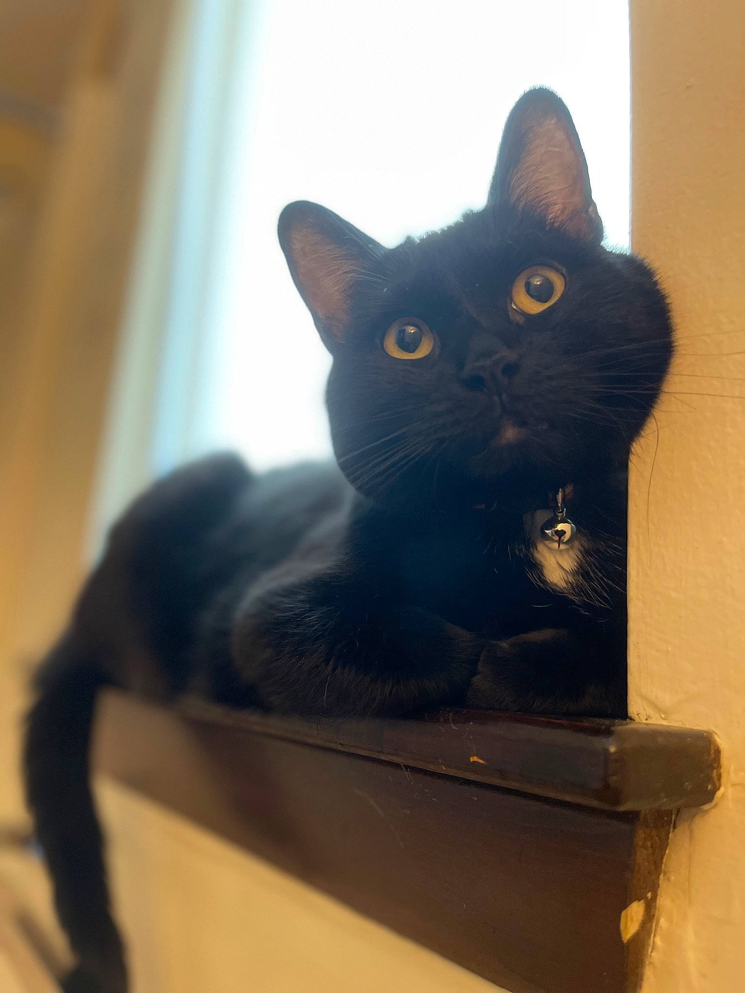 Mazikeen Hazel is registered to the contest to win money with this photo: black_cat, bombay, box, carnivore, cat, domestic_short_haired_cat, felidae, fur, sitting, small_to_medium_sized_cats, snout, stairs, tail, whiskers, window, wood